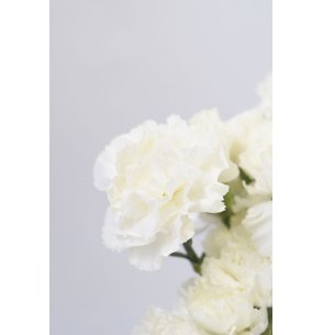 CLAVEL BLANCO 70CM