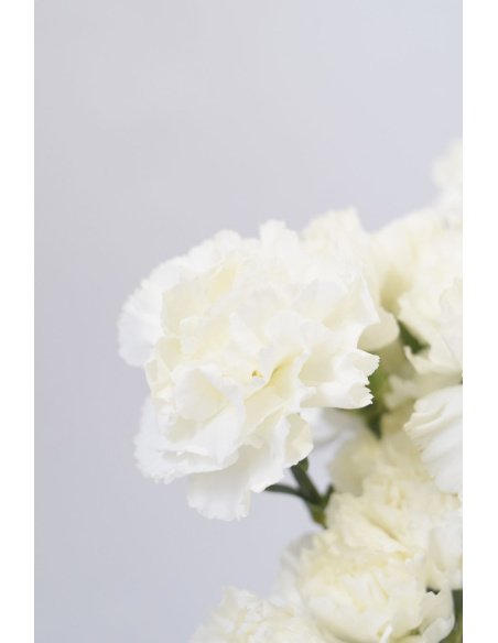 CLAVEL BLANCO 70CM