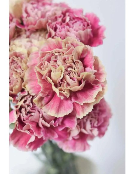 CLAVEL ANTIGUA 70CM