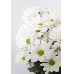 CRISANTEMO BACARDI BLANCO