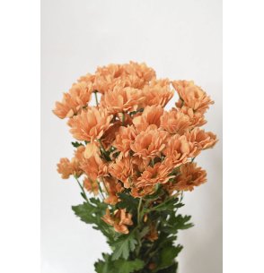 CRISANTEMO BACARDI NARANJA