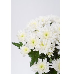 CRISANTEMO EURO BLANCO