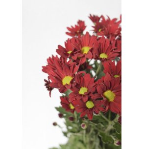 CRISANTEMO BACARDI ROJO