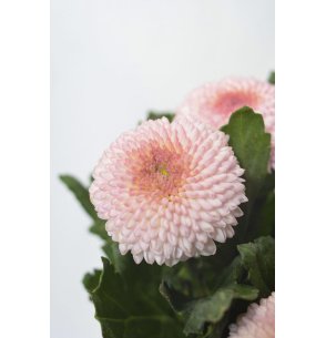CRISANTEMO MONOFLOR POMPON ROSA
