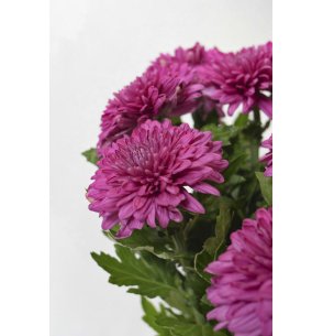 CRISANTEMO MONOFLOR MORADO