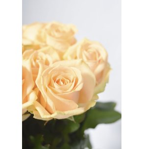 ROSA AVALANCHE 50CM PEACH