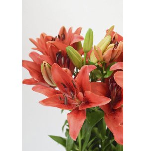 LA EXTRA ROJO 90CM