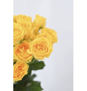 ROSA SPRAY AMARILLA 50CM