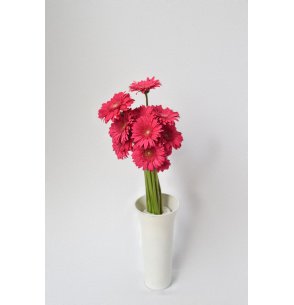 GERBERA FUCSIA 60CM