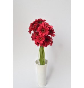 GERBERA ROJA 60CM