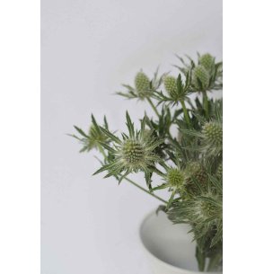 ERYNGIUM BLANCO