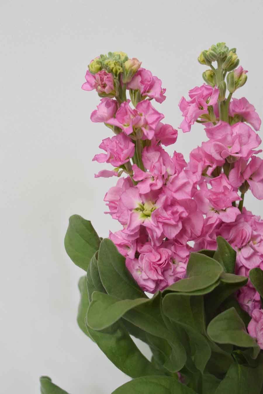 MATTHIOLA FUCSIA X10T