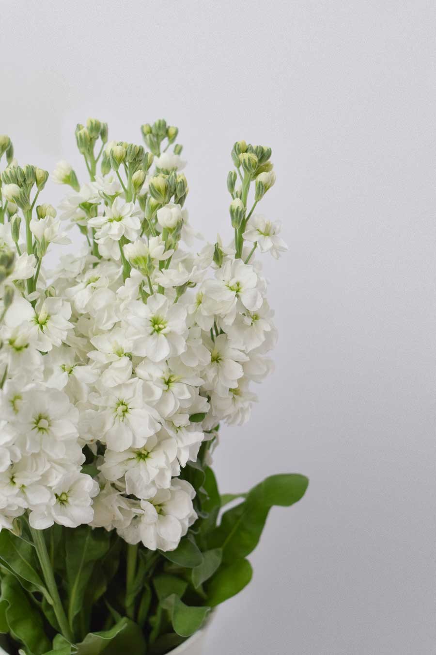 MATTHIOLA BLANCA X5T