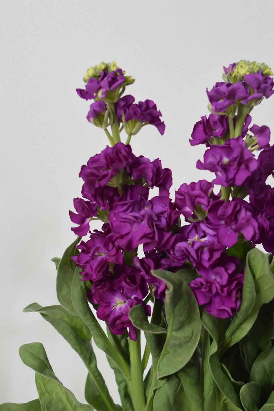 MATTHIOLA MORADA X5T