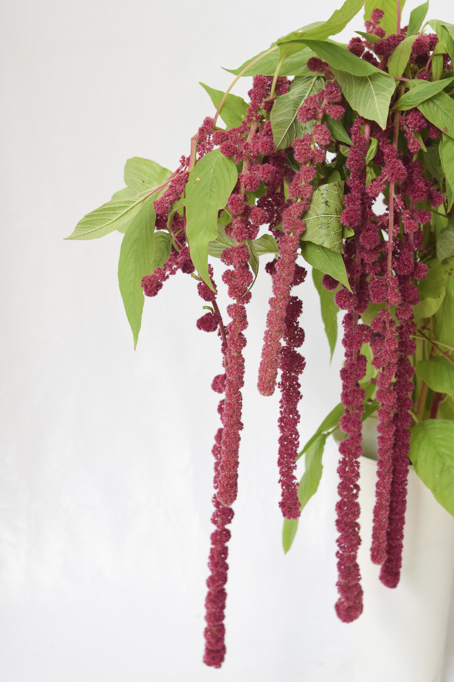 AMARANTHUS CYCLOOP FUCSIA