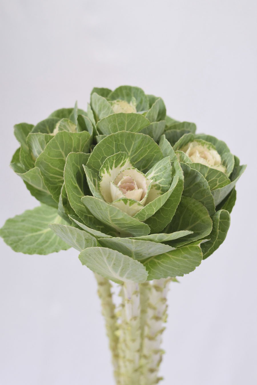 BRASSICA BLANCA