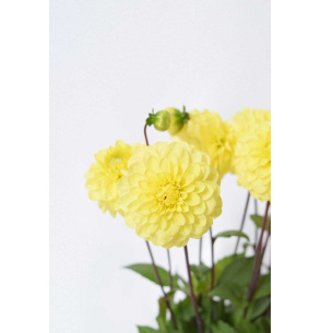 DALIAS AMARILLAS