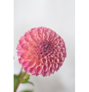 DALIAS FUCSIA