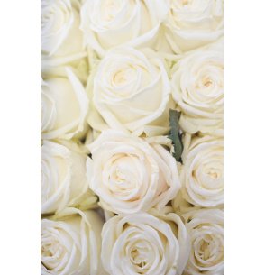 ROSA PLAYA BLANCA 60CM