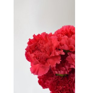 CLAVEL FUCSIA 70CM