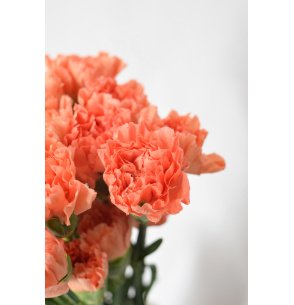 CLAVEL NARAJA 70CM