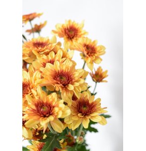 CRISANTEMO EURO NARANJA