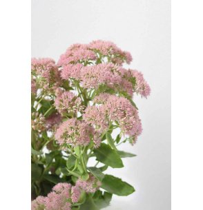 SEDUM ROSA