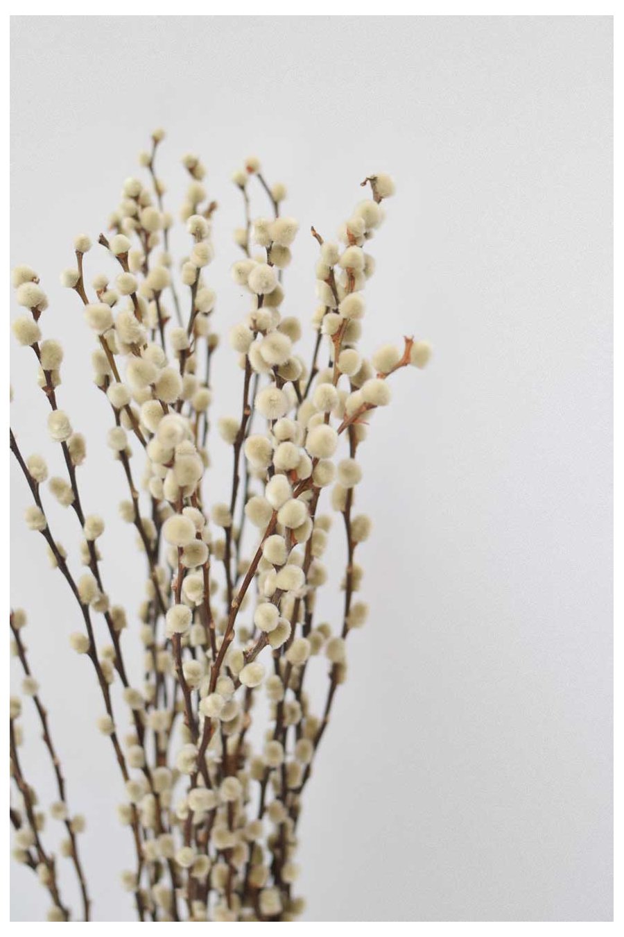 SALIX ALGODON