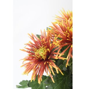 CRISANTEMO MONOFLOR ANASTASIA NARANJA