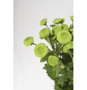 CRISANTEMO FEELING GREEN