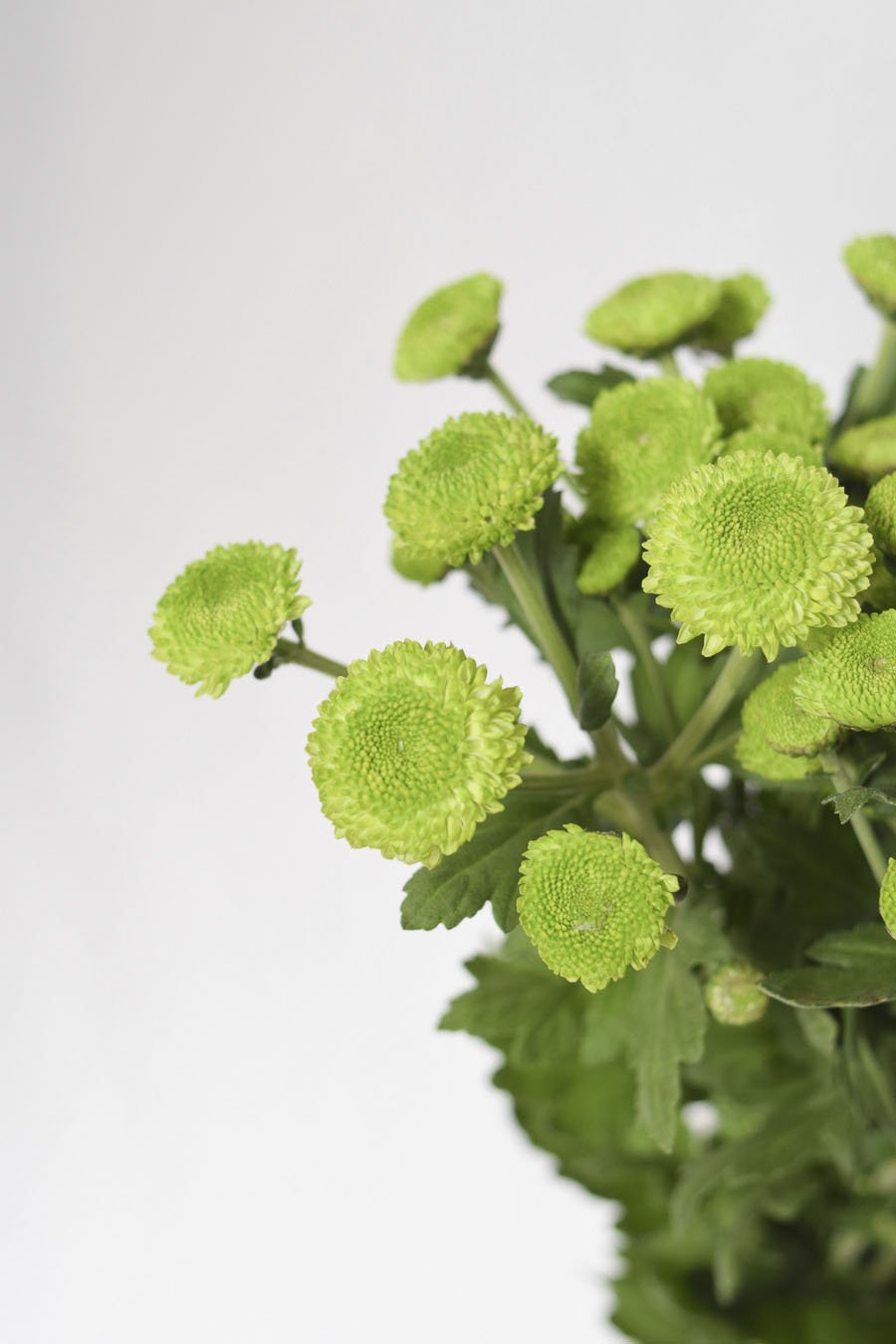 CRISANTEMO FEELING GREEN