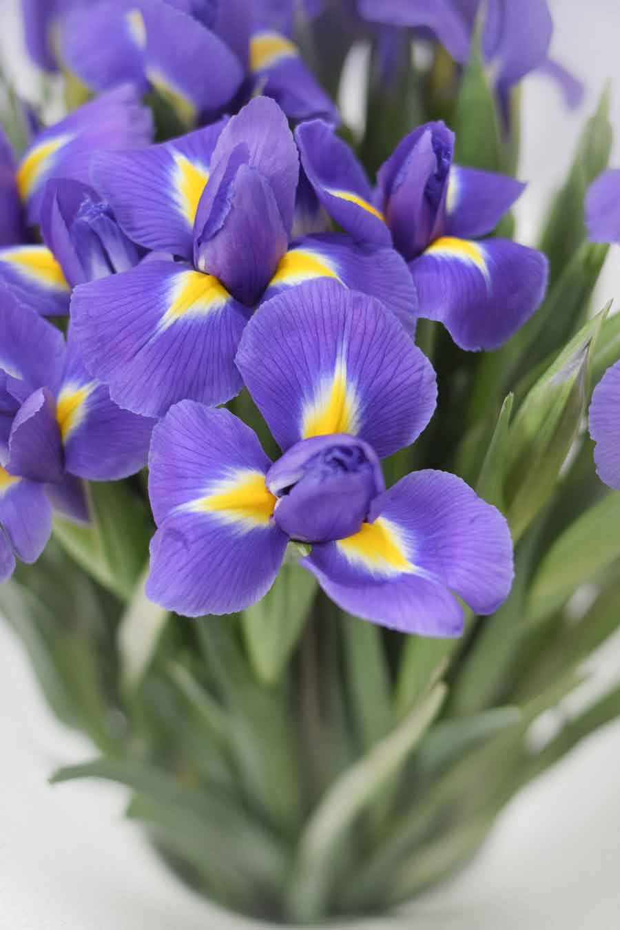 IRIS