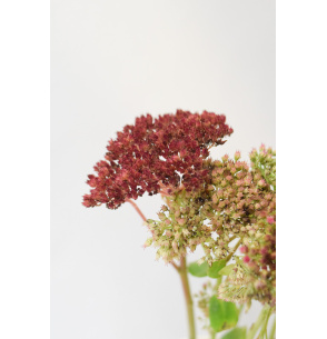 SEDUM ROJO