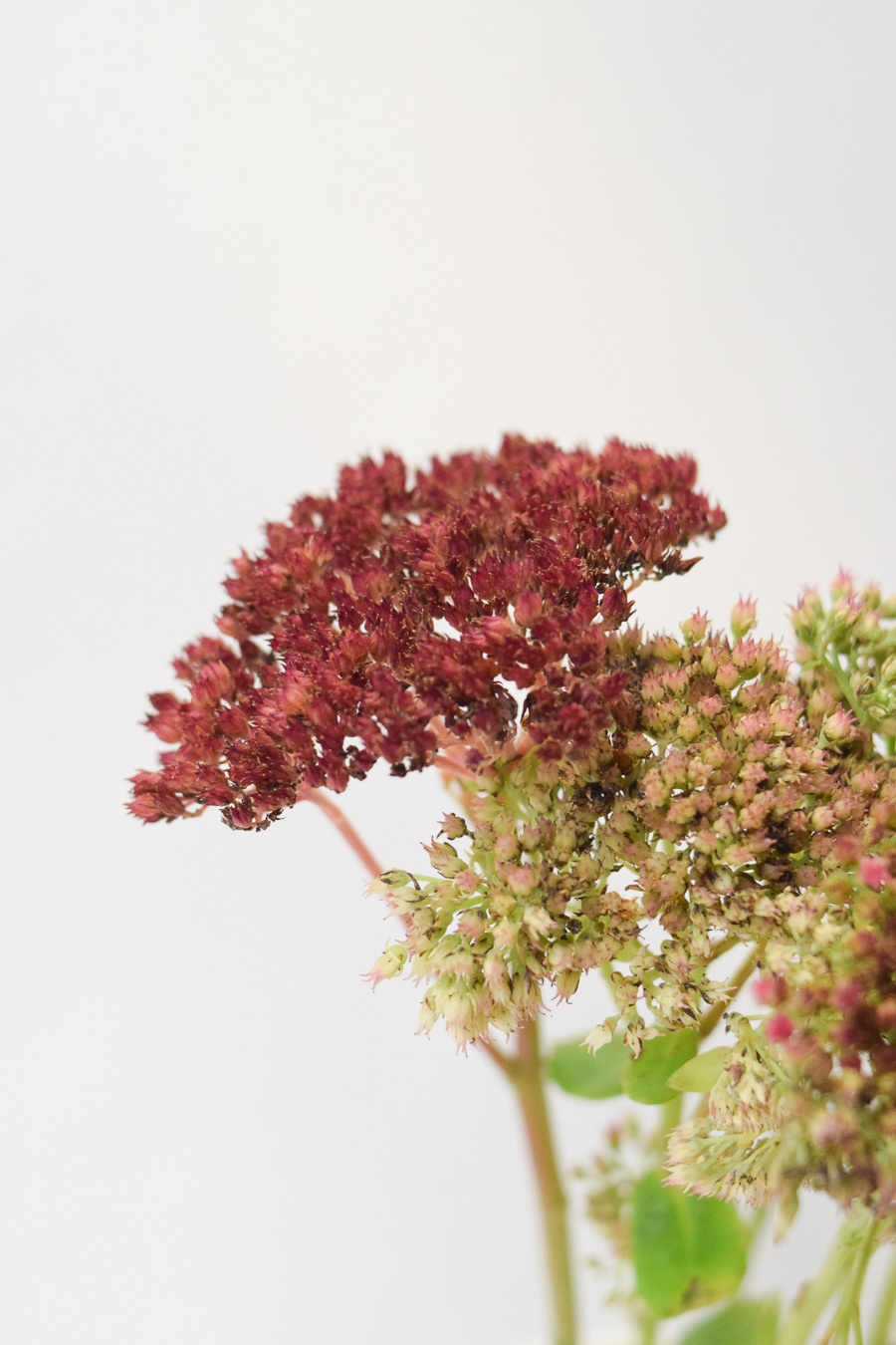 SEDUM ROJO
