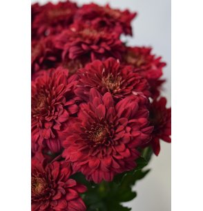CRISANTEMO EURO ROJO