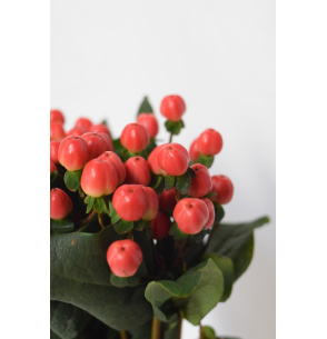 HYPERICUM ROJO 60CM
