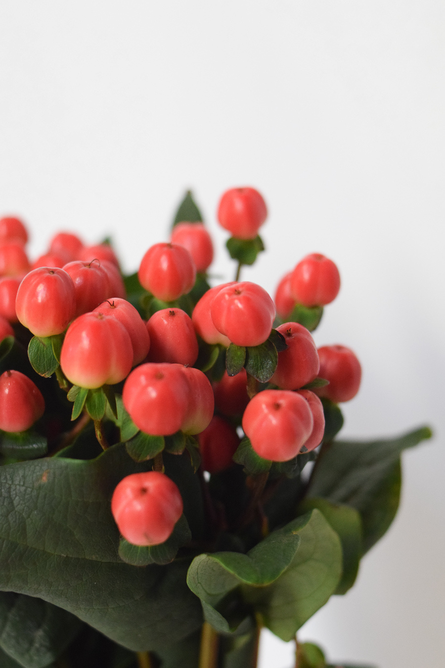 HYPERICUM ROJO 60CM