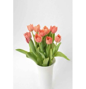 TULIPAN BICOLOR