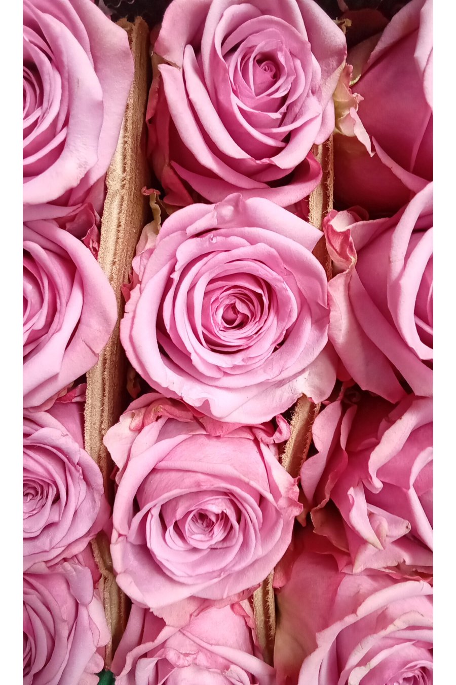 ROSA COOL WATER 60CM