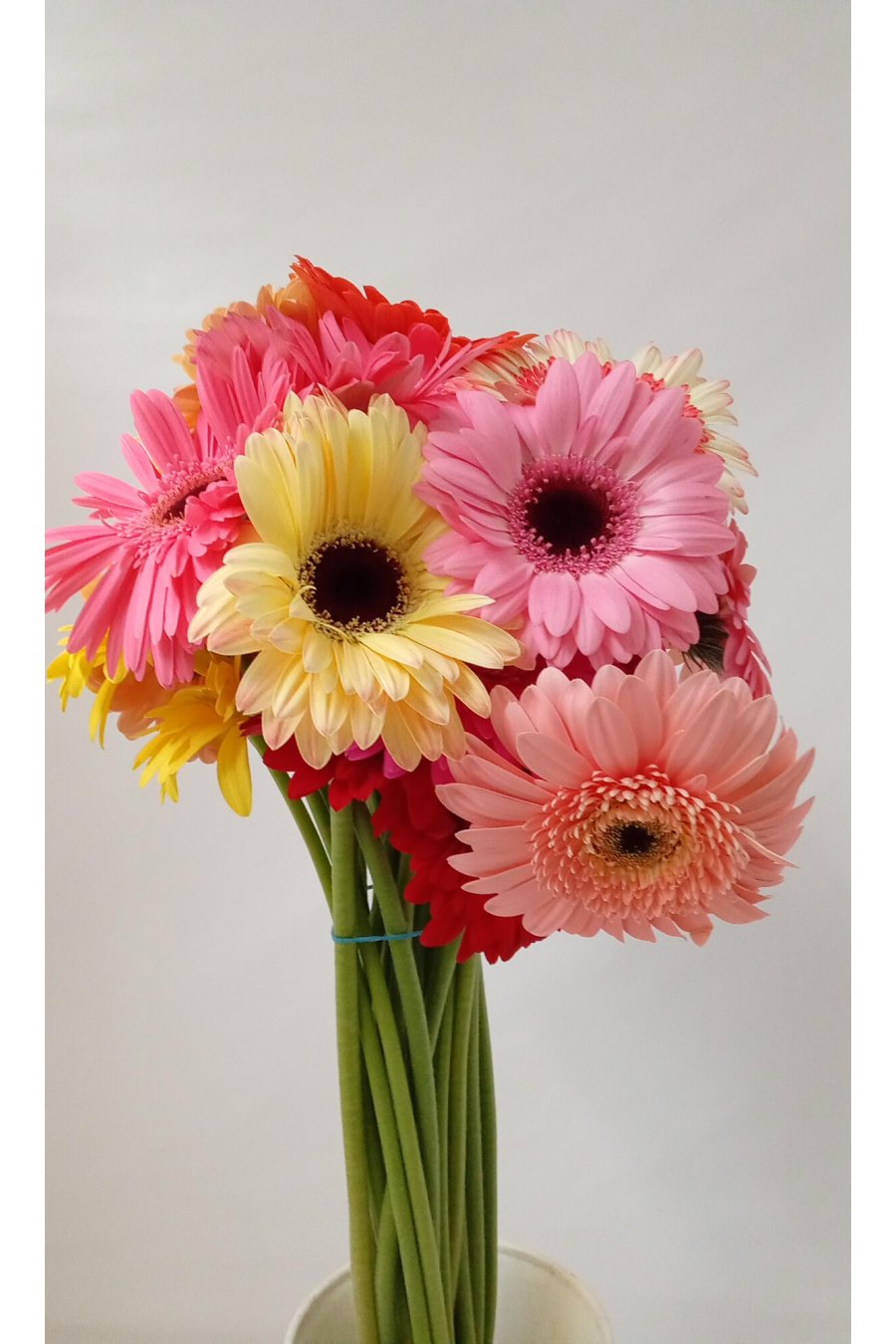 GERBERA ARLEQUÍN 60CM