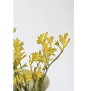 ANIGOZANTHOS AMARILLO