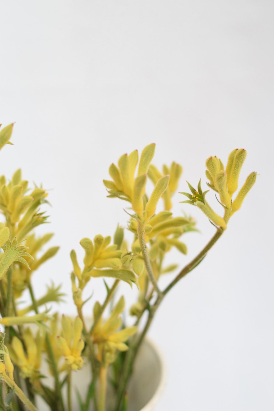 ANIGOZANTHOS AMARILLO