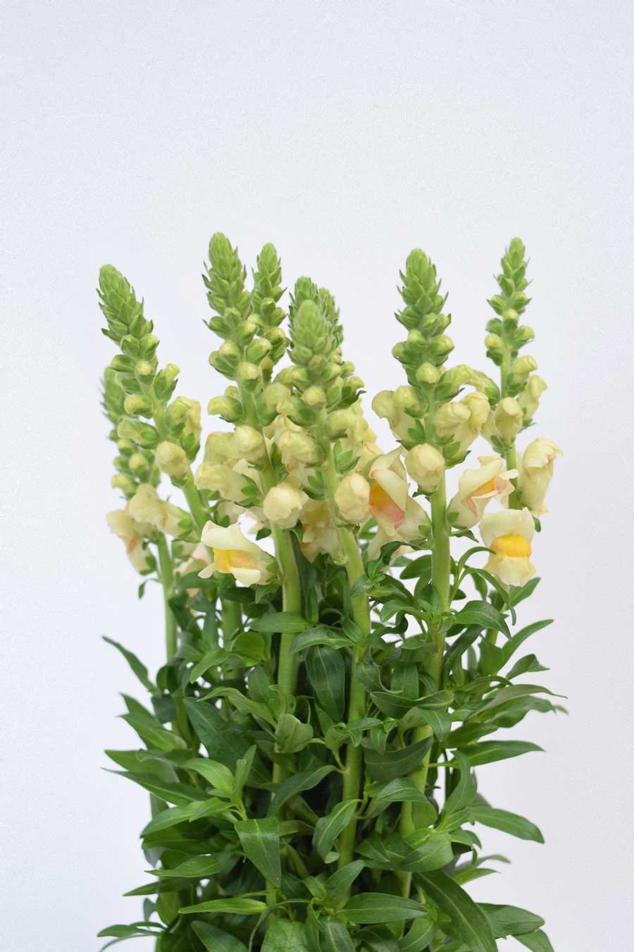 ANTIRRHINUM AMARILLO BICOLOR 80CM