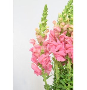 ANTIRRHINUM ROSA 80CM