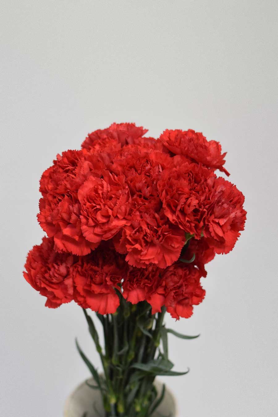 CLAVEL ROJO 70CM