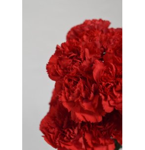 CLAVEL ROJO 70CM