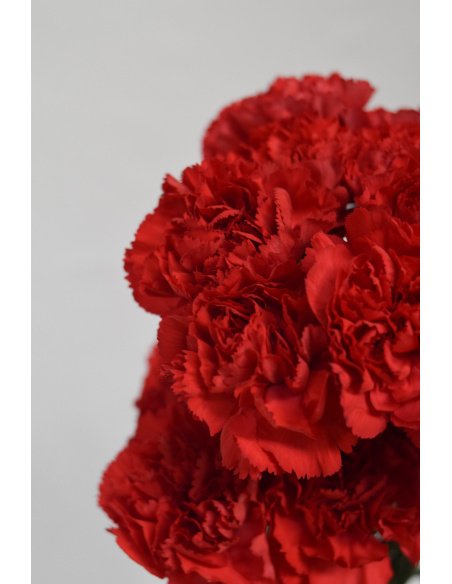 CLAVEL ROJO 70CM