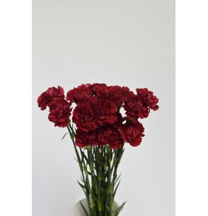 CLAVEL BURDEOS 70CM