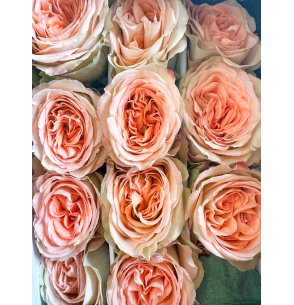ROSA COUNTRY HOME 60CM