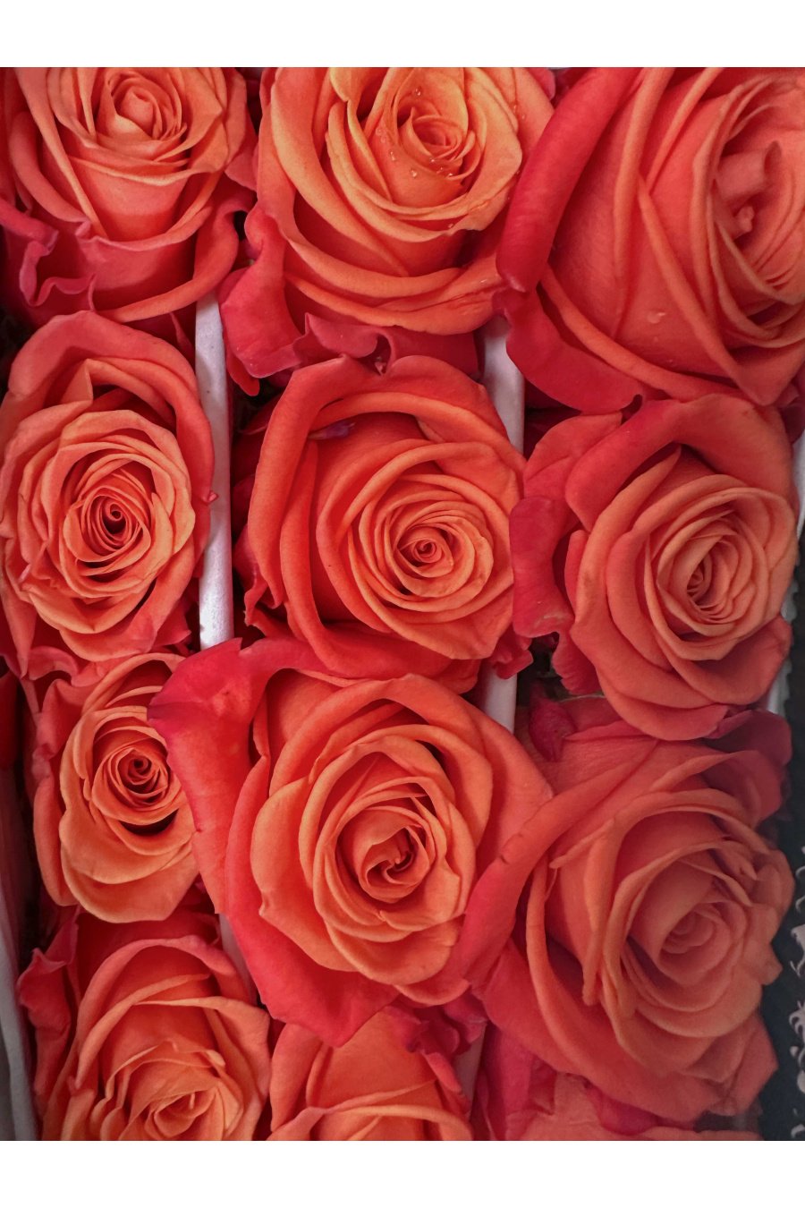 ROSA ORANGE CRUSH 60CM